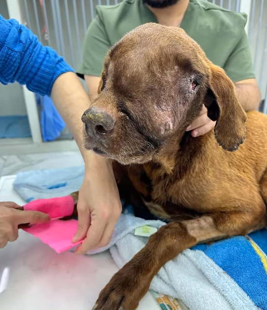 Perro durante su recuperación