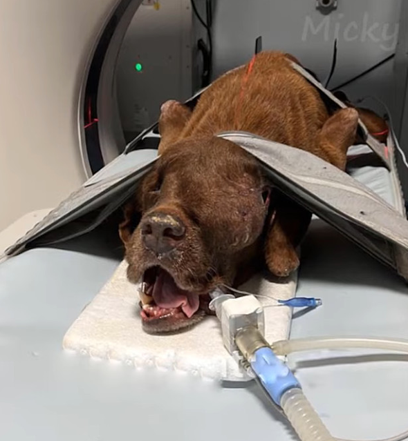 Perro feliz con su cuidadora