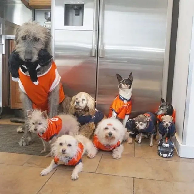 cariño por perros mayores