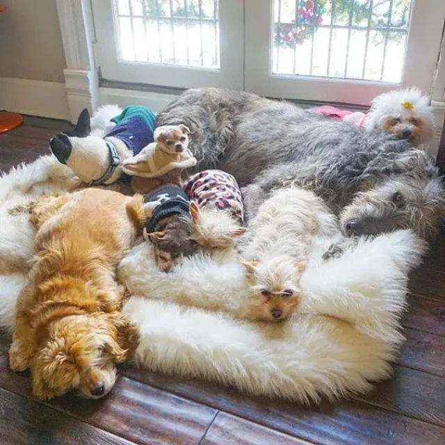 perros acurrucados