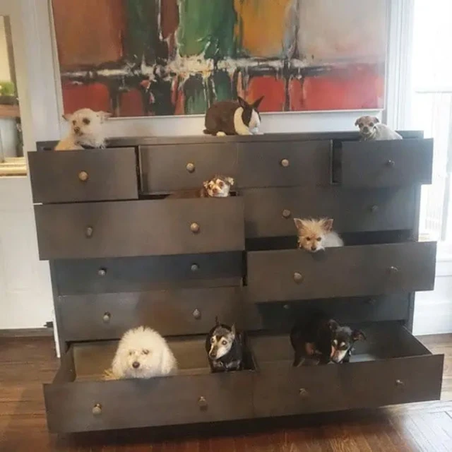 familia de rescate
