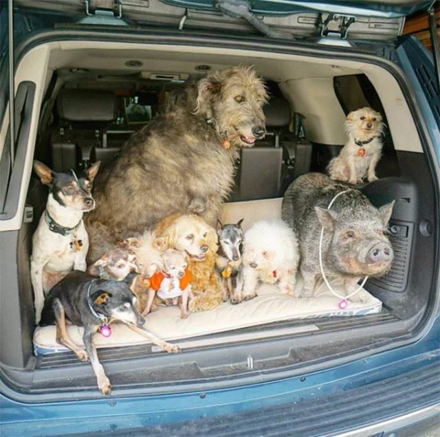 perros mayores