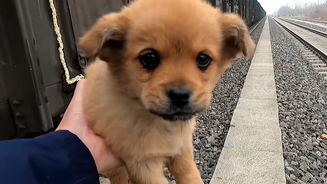 cachorro buscando comida