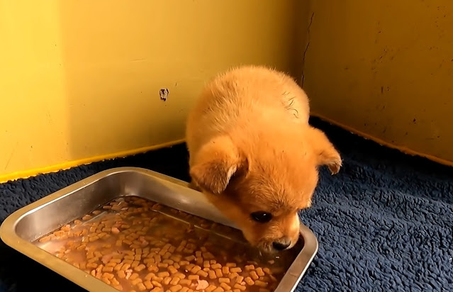 cachorro tras rescate
