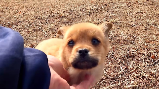 cachorro recuperándose
