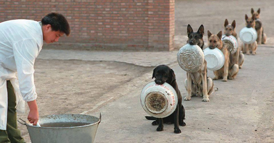 Perros policiales haciendo fila para comer
