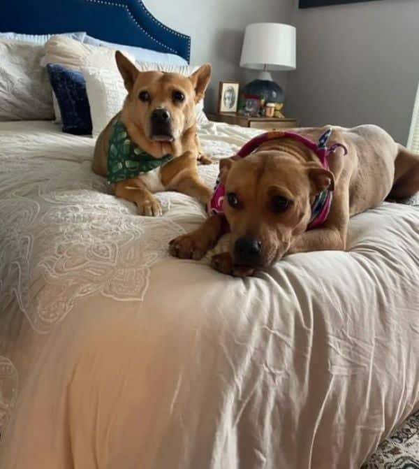 Dos perros en una cama